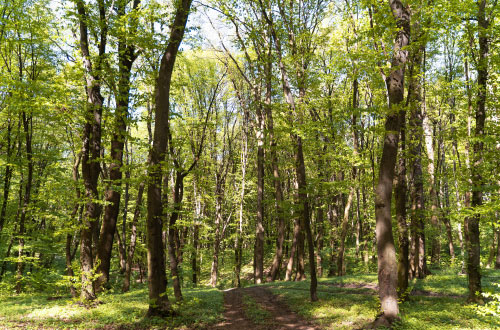 aménagement-paysager Travaux d'entretien des espaces forestiers