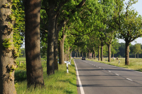 entretien-bord-des-routes Plusieurs arbres au bord d'une route