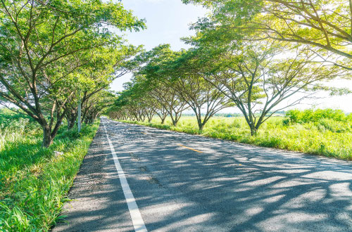entretien-espaces-verts-route Travaux de plantation d'arbres d'alignement le long des routes départementales